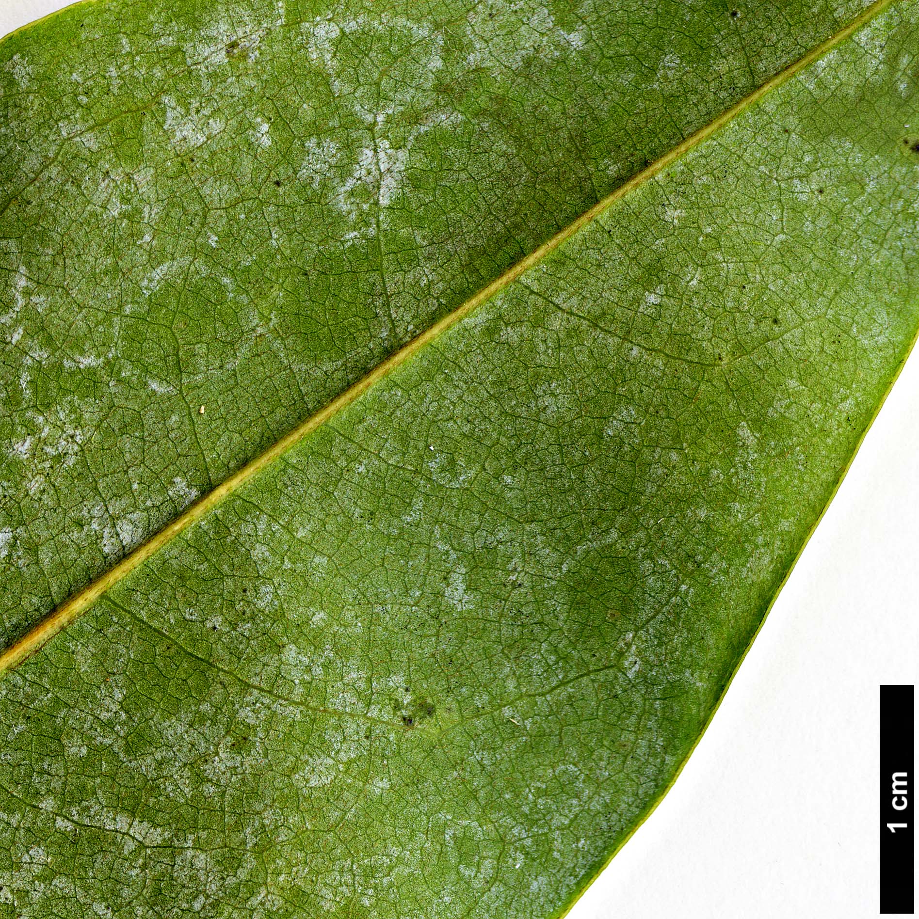 High resolution image: Family: Magnoliaceae - Genus: Magnolia - Taxon: floribunda
